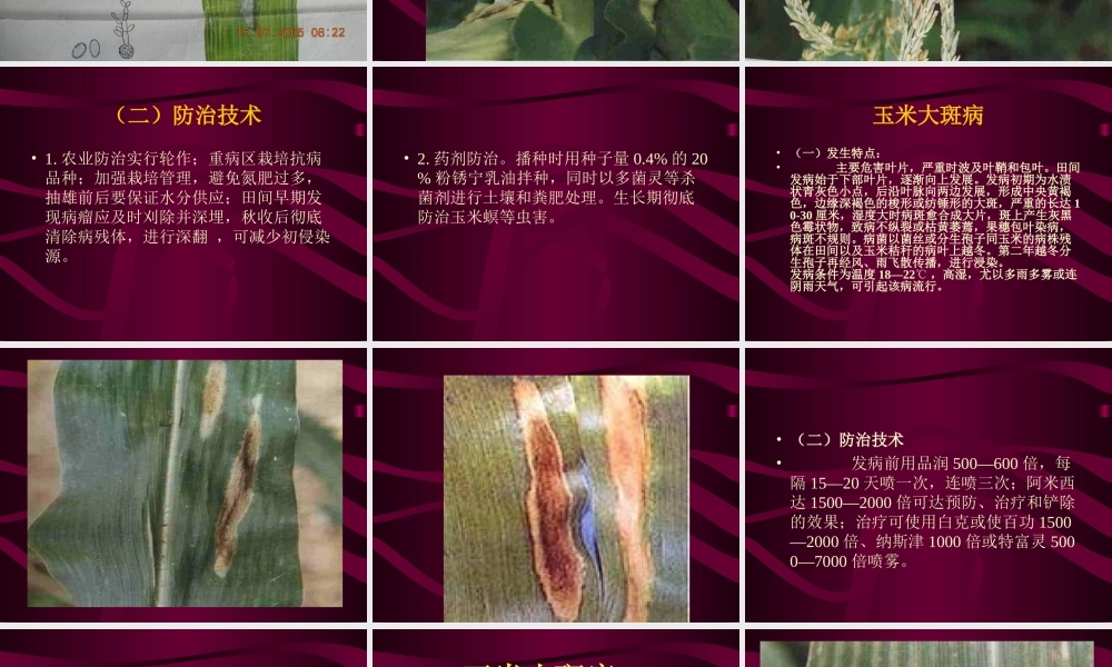 玉米病虫害防治.ppt