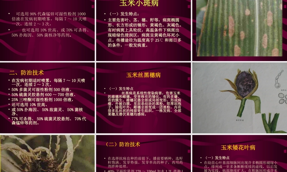 玉米病虫害防治.ppt