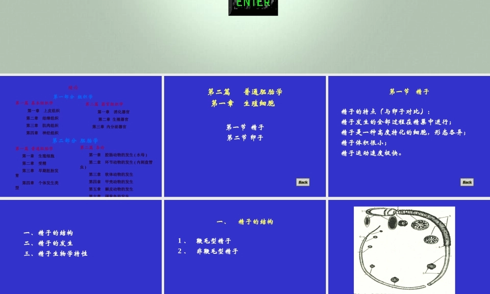 生殖细胞、受精.ppt