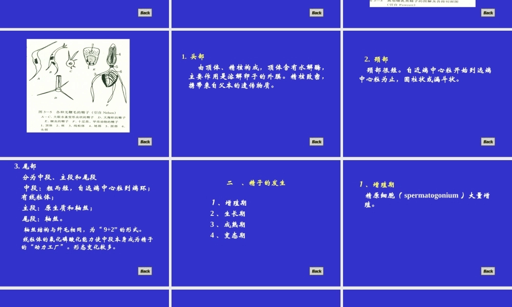 生殖细胞、受精.ppt