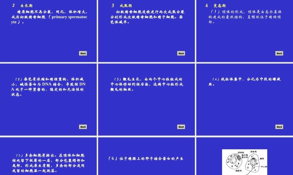 生殖细胞、受精.ppt