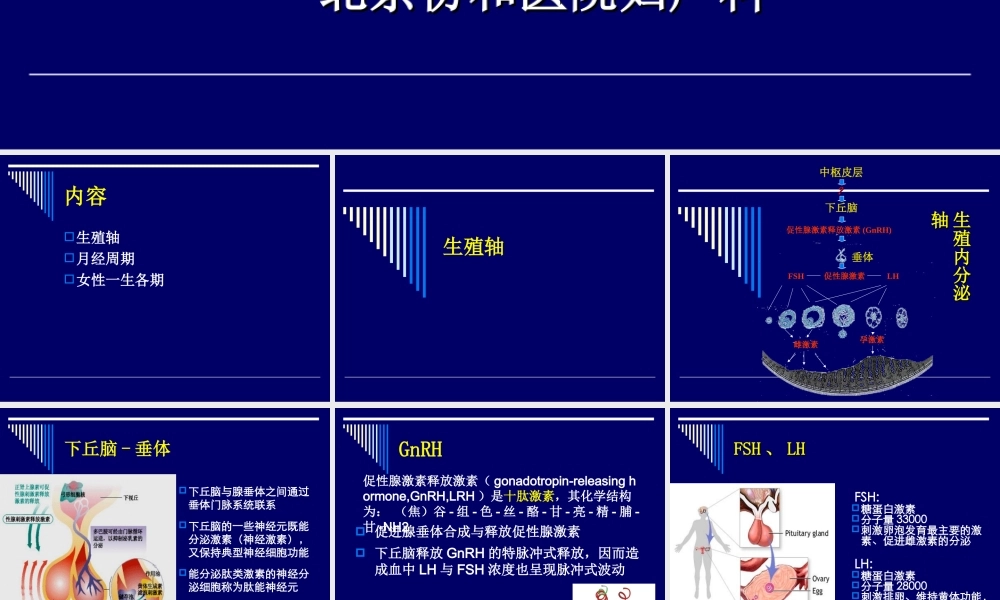 生殖内分泌基础.ppt