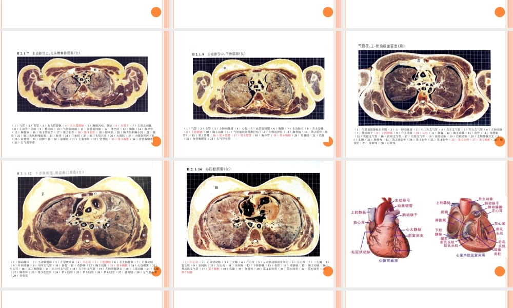 深静脉导管尖端的定位.ppt