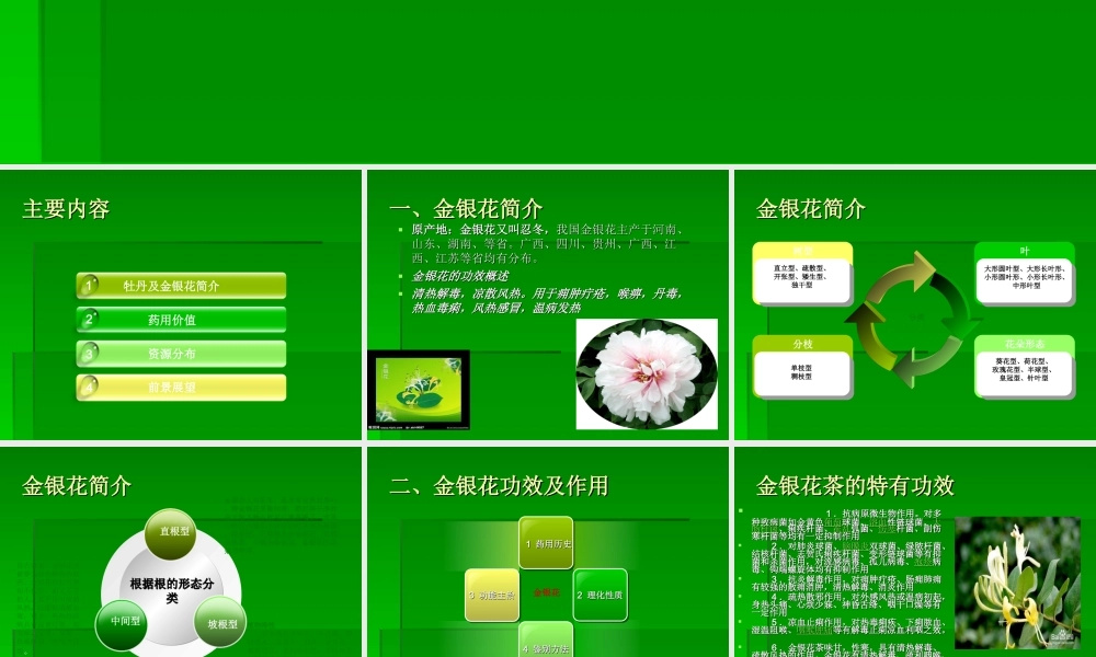 牡丹的药用价值-(1).ppt