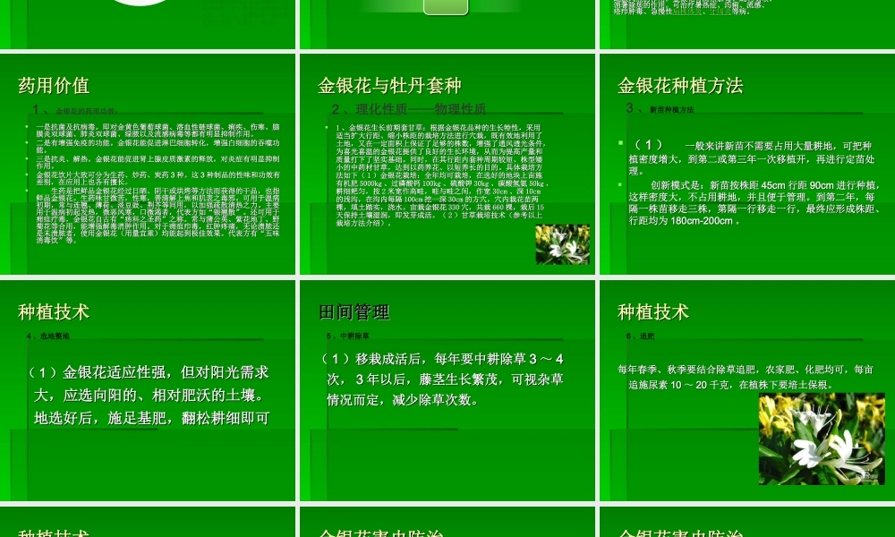 牡丹的药用价值-(1).ppt