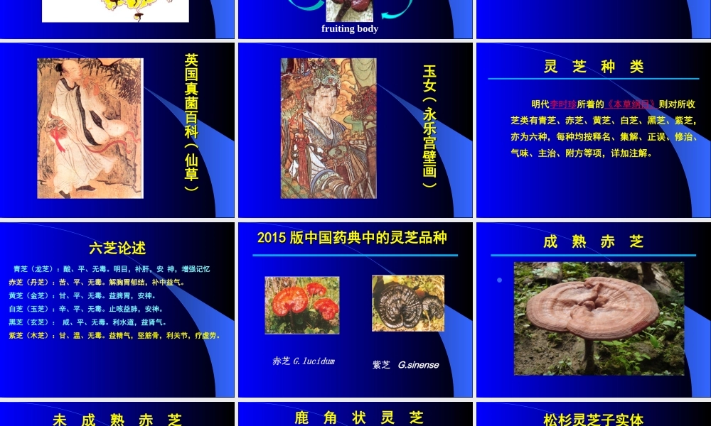 灵芝与健康(供参考).ppt