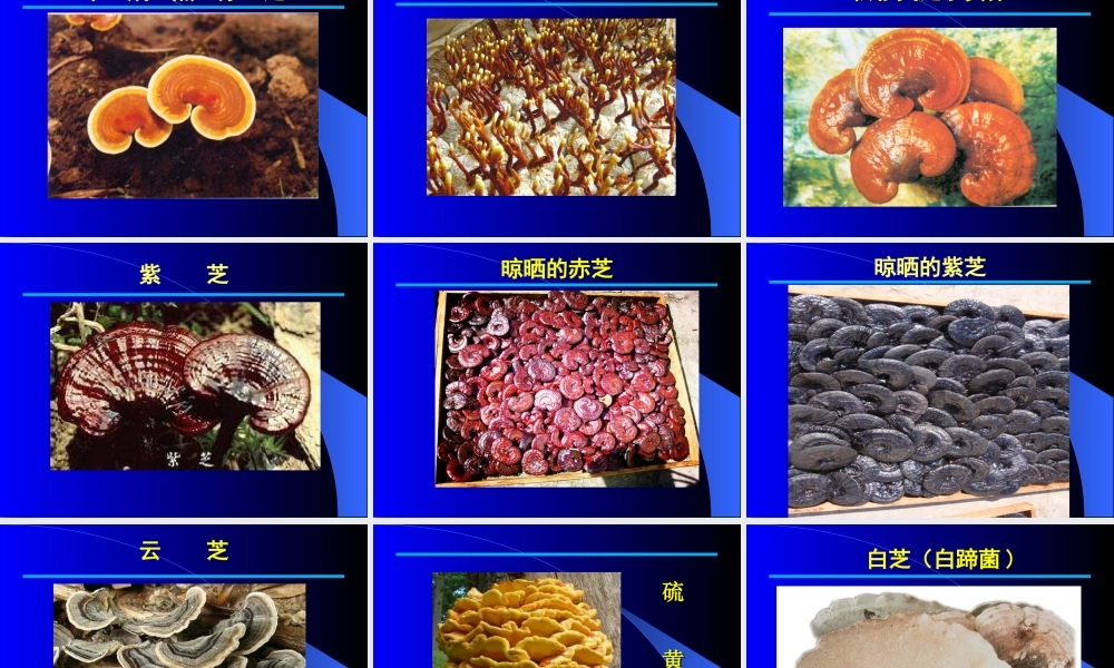 灵芝与健康(供参考).ppt