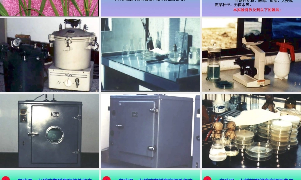 熟悉水稻苗期稻瘟病的症状特征.ppt