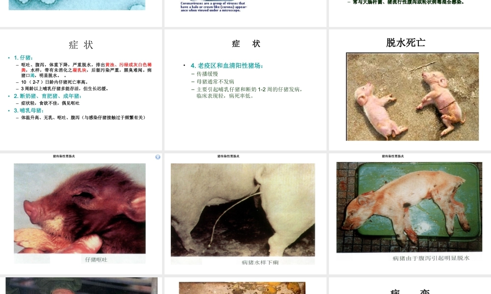猪传染性胃肠炎.ppt