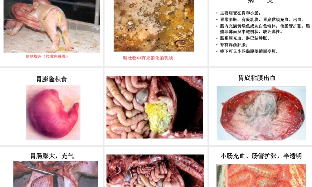猪传染性胃肠炎.ppt
