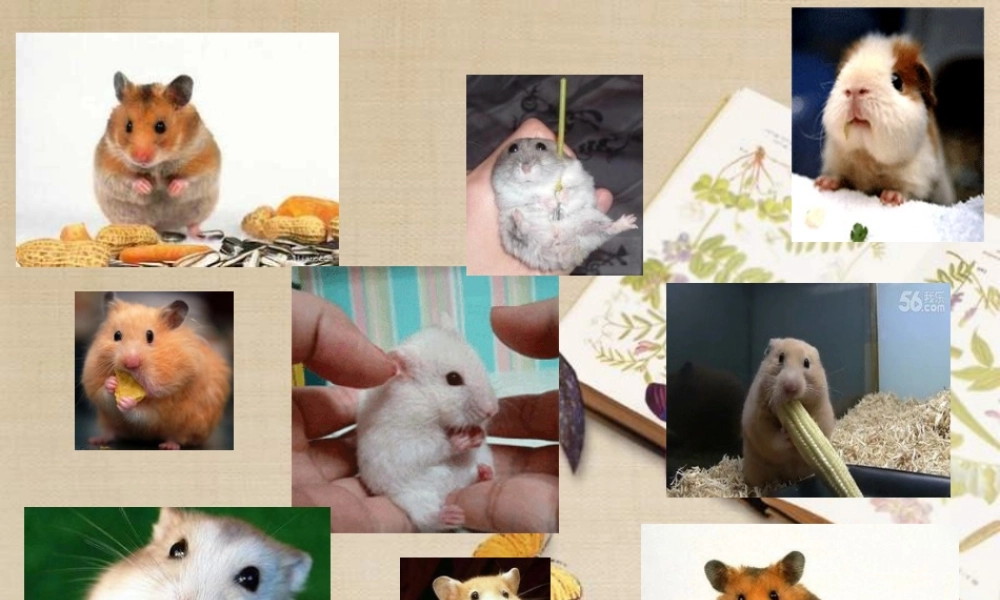 猪苓、茯苓、泽泻对小鼠利尿作用的对比观察.ppt