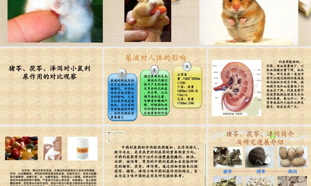 猪苓、茯苓、泽泻对小鼠利尿作用的对比观察.ppt