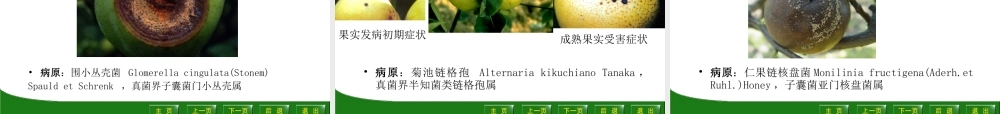 梨树病虫害描述.ppt