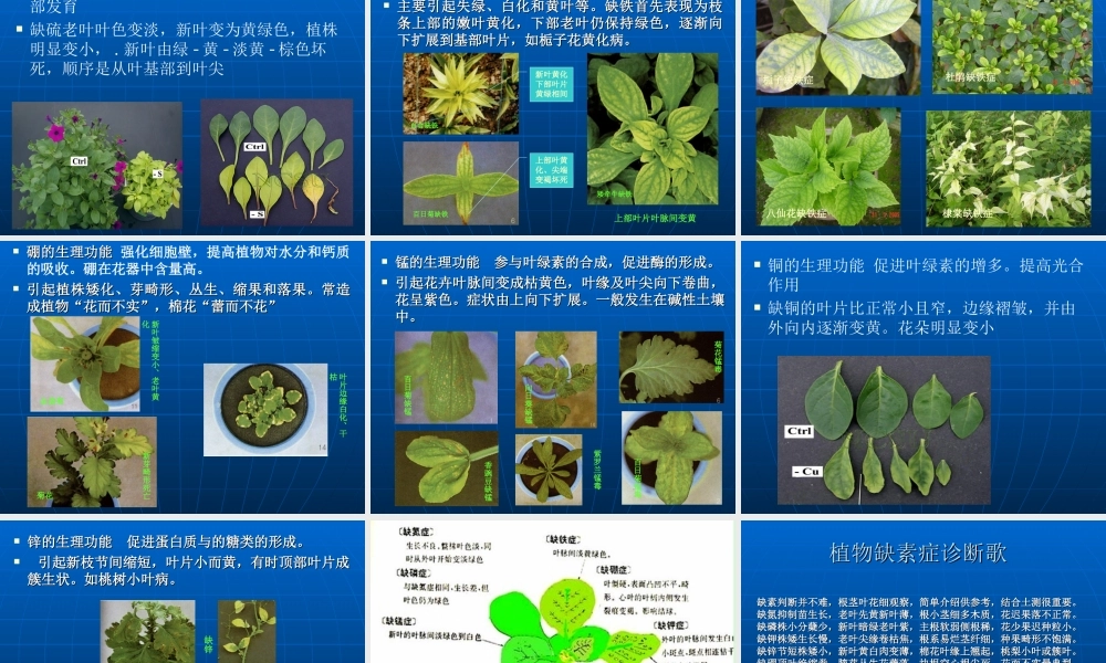 植物缺素症的识别与防治.ppt
