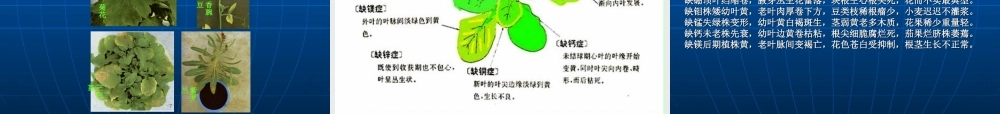 植物缺素症的识别与防治.ppt