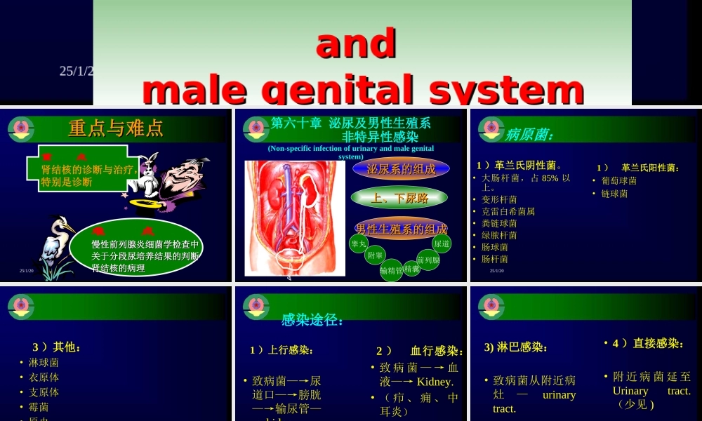 泌尿及男性生殖系感染详解.ppt
