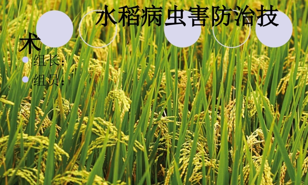水稻病虫害防治技术.ppt