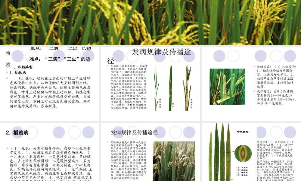水稻病虫害防治技术.ppt