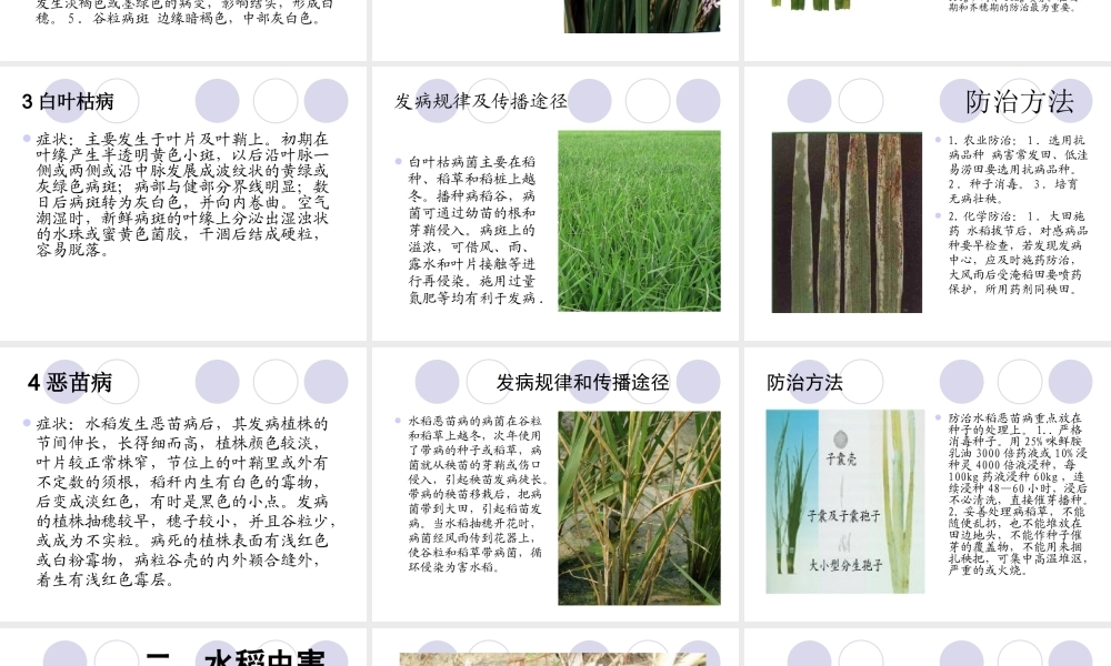 水稻病虫害防治技术.ppt