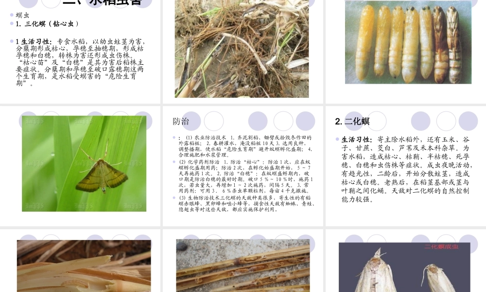 水稻病虫害防治技术.ppt