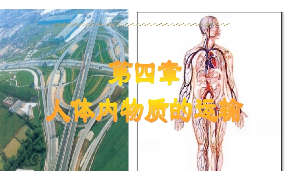 流动的组织——血液.ppt