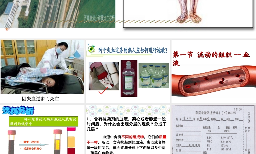 流动的组织——血液.ppt
