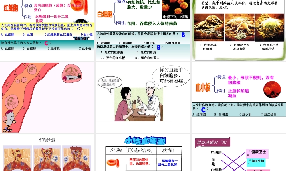 流动的组织——血液.ppt