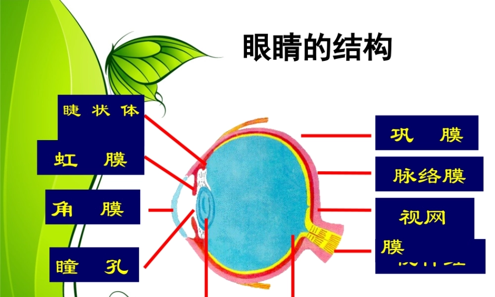 爱眼镜爱视力.ppt