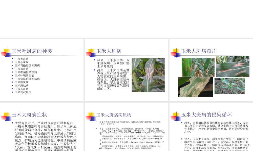 玉米叶斑病的发生及防治.ppt