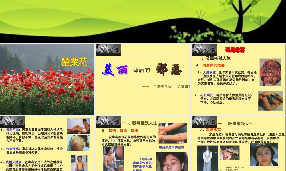 珍爱生命-远离毒品-ppt.ppt