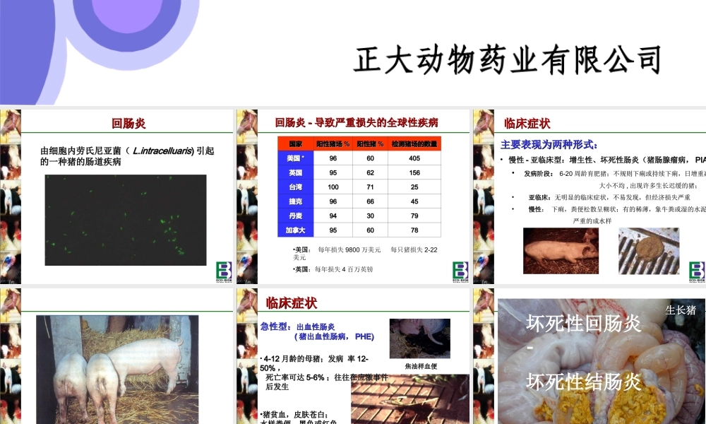 猪回肠炎---猪回肠炎简介.ppt
