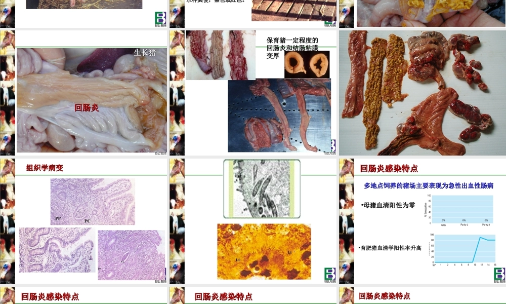 猪回肠炎---猪回肠炎简介.ppt