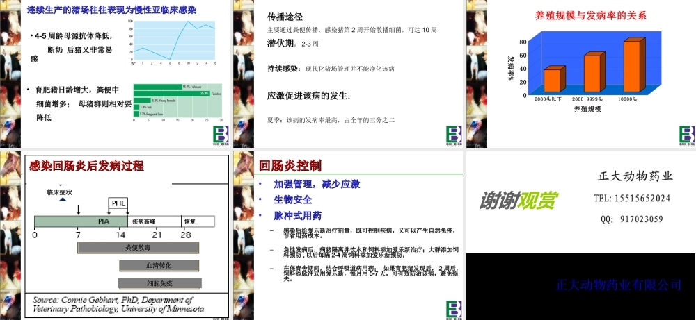 猪回肠炎---猪回肠炎简介.ppt