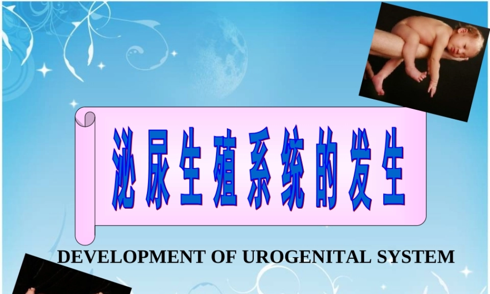 泌尿生殖发生.ppt