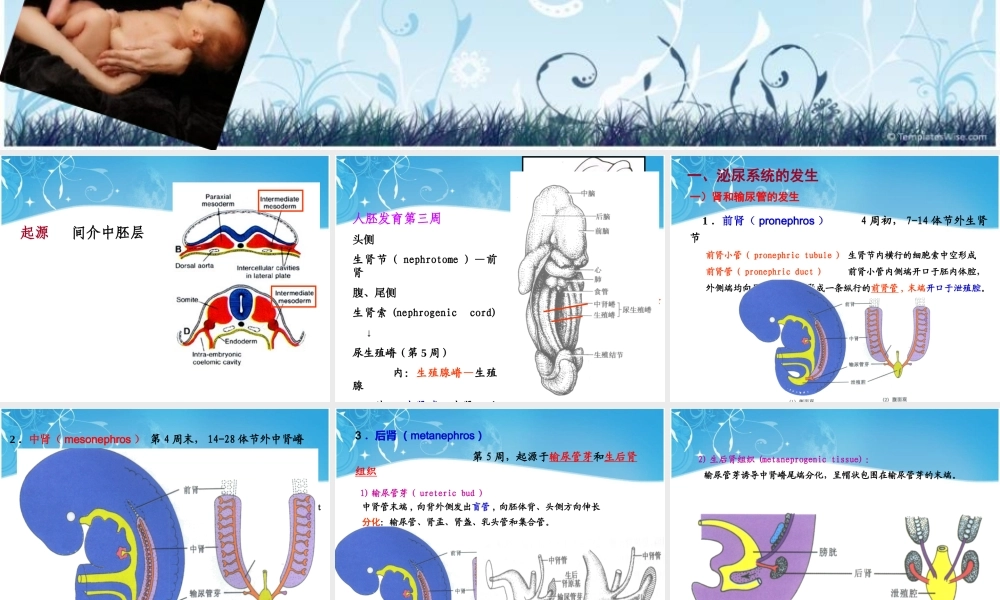 泌尿生殖发生.ppt
