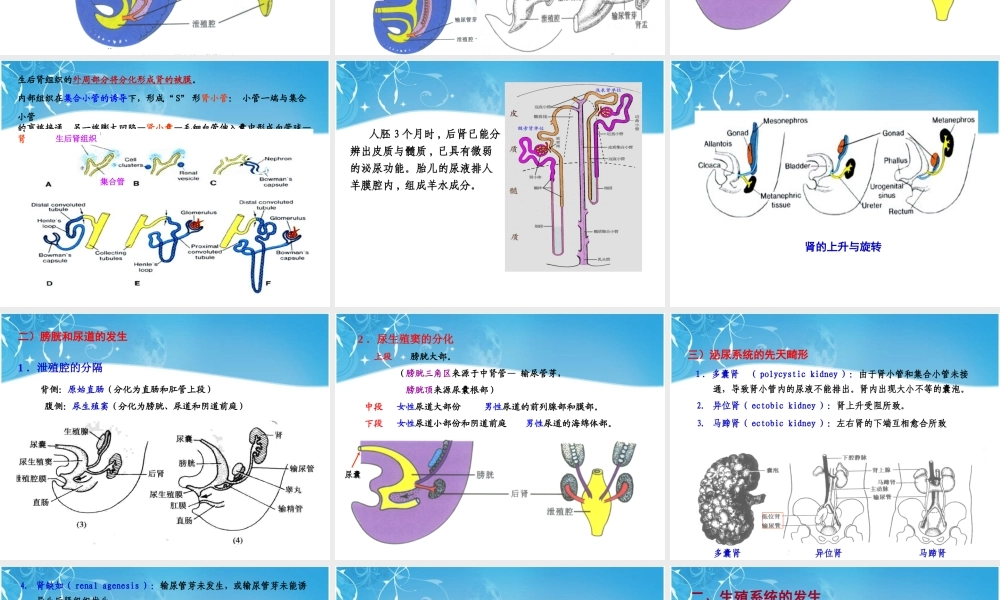 泌尿生殖发生.ppt