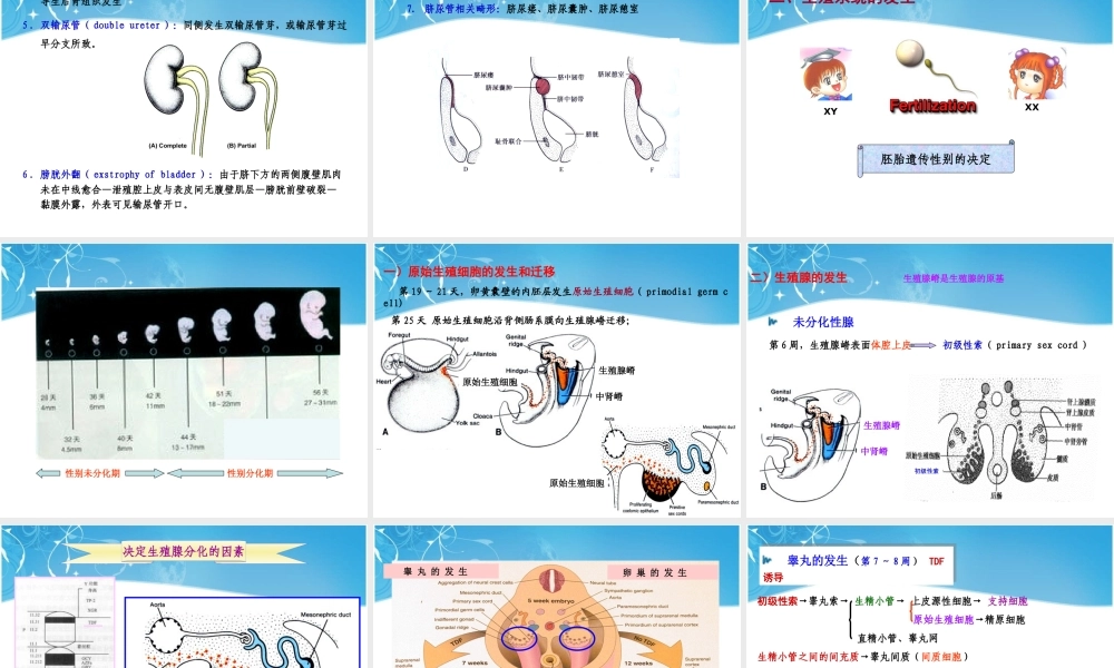 泌尿生殖发生.ppt