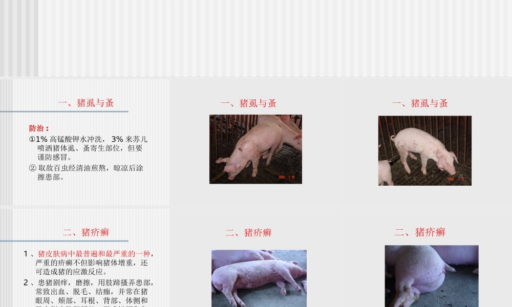 猪的常见皮肤病.ppt