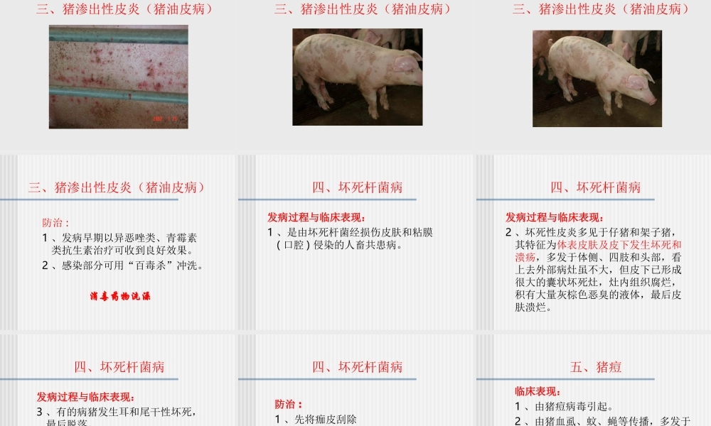 猪的常见皮肤病.ppt