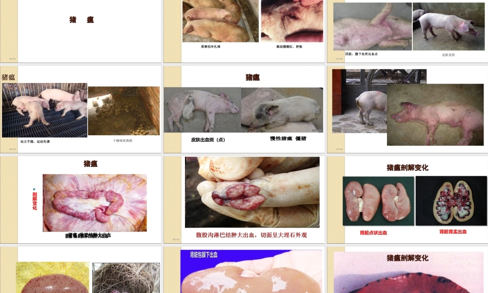 猪病防治技术ppt.ppt
