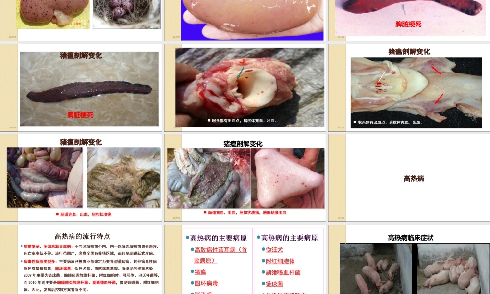猪病防治技术ppt.ppt