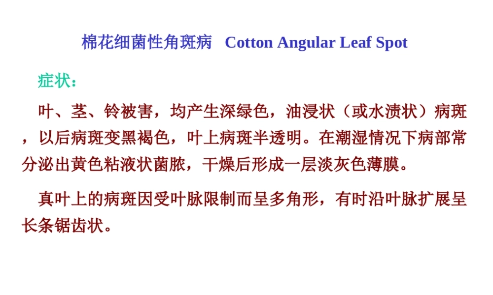 棉花细菌性角斑病(副本).ppt