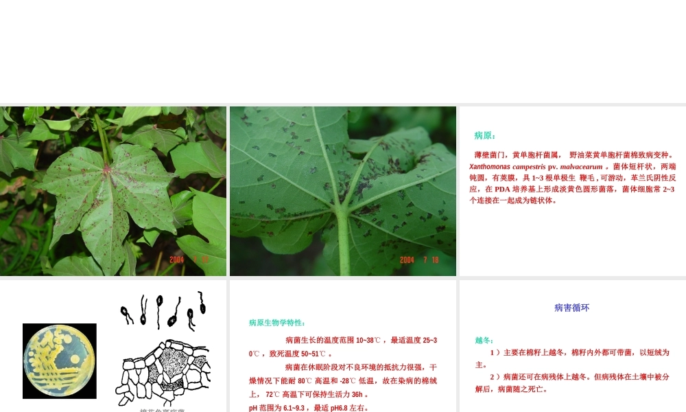棉花细菌性角斑病(副本).ppt