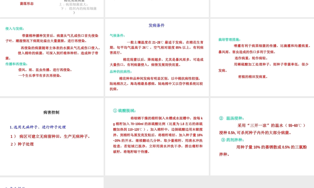 棉花细菌性角斑病(副本).ppt