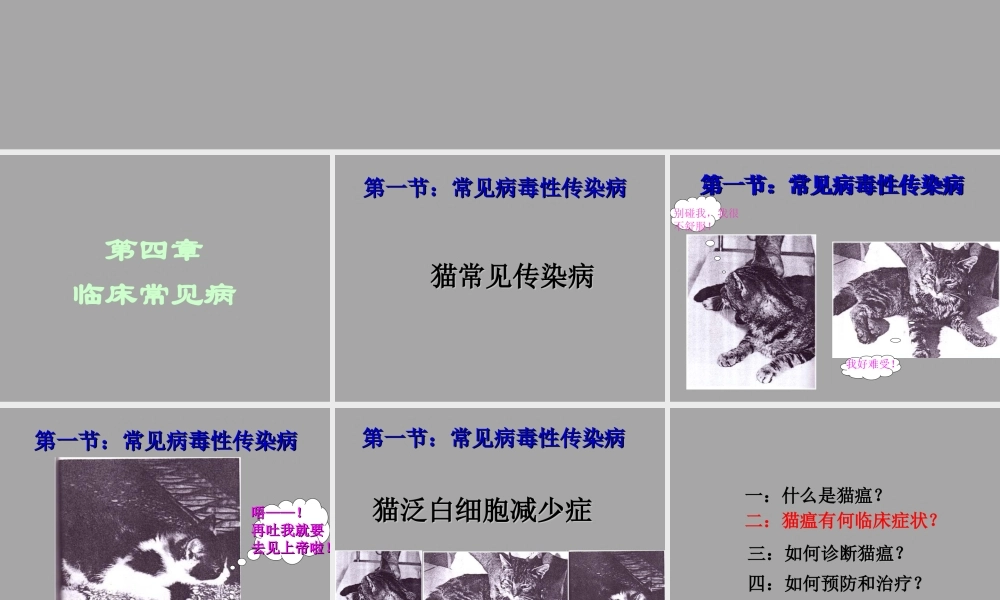猫的常见传染病1.ppt