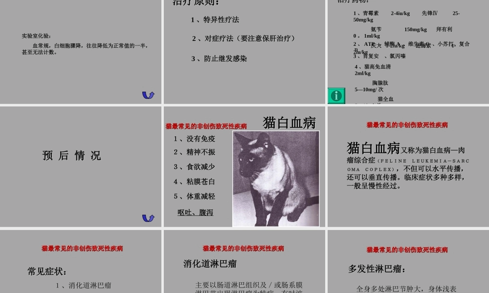 猫的常见传染病1.ppt