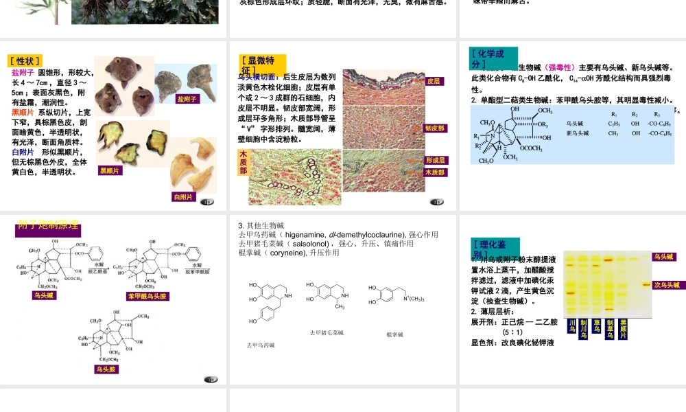 生药学02毛茛科.ppt