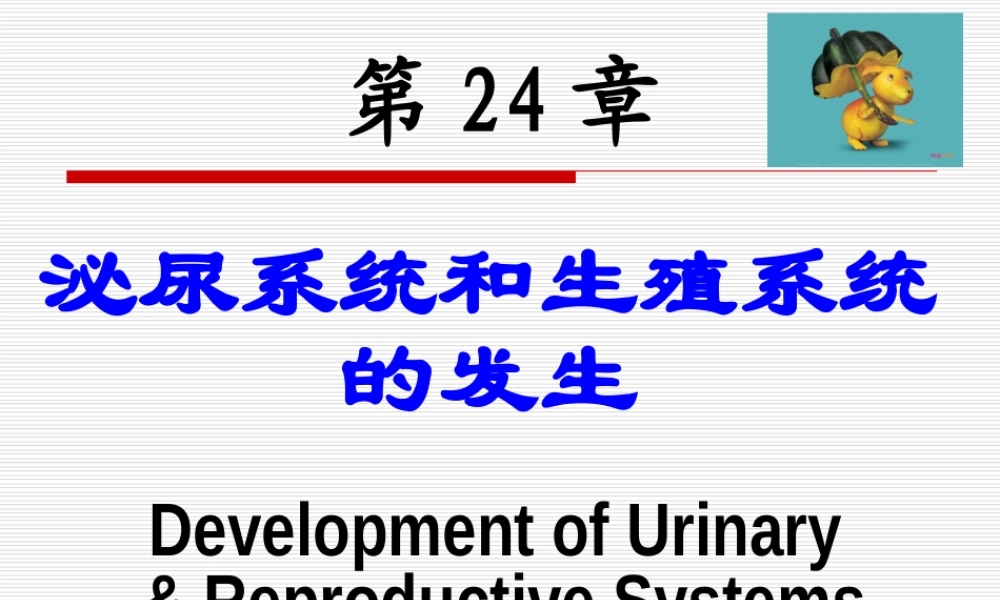 泌尿系统和生殖系统..ppt