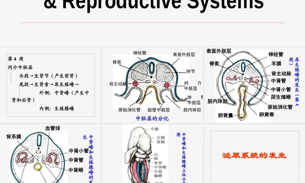 泌尿系统和生殖系统..ppt