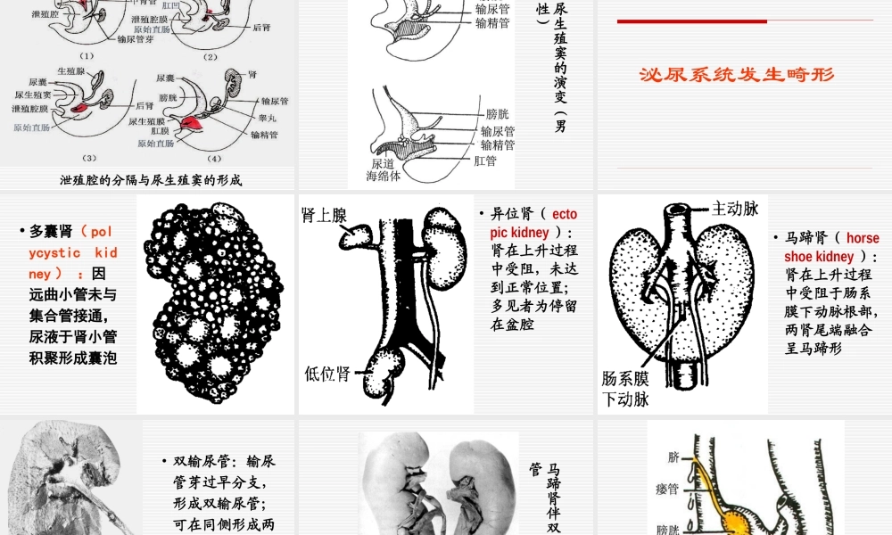 泌尿系统和生殖系统..ppt